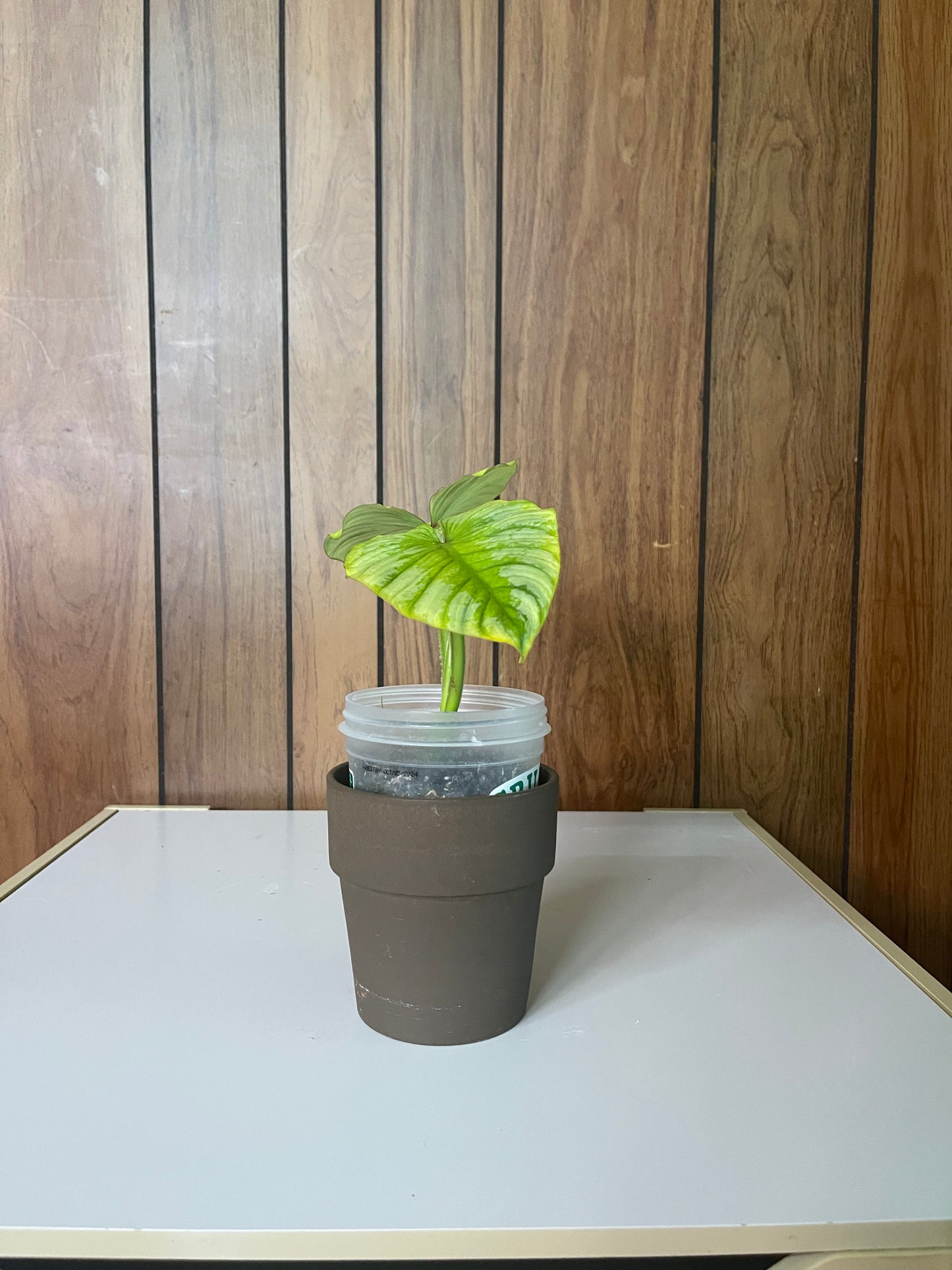 Philo mamei cutting 3