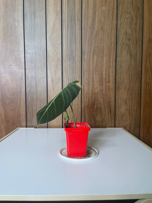 Philodendron Gloriousm cutting