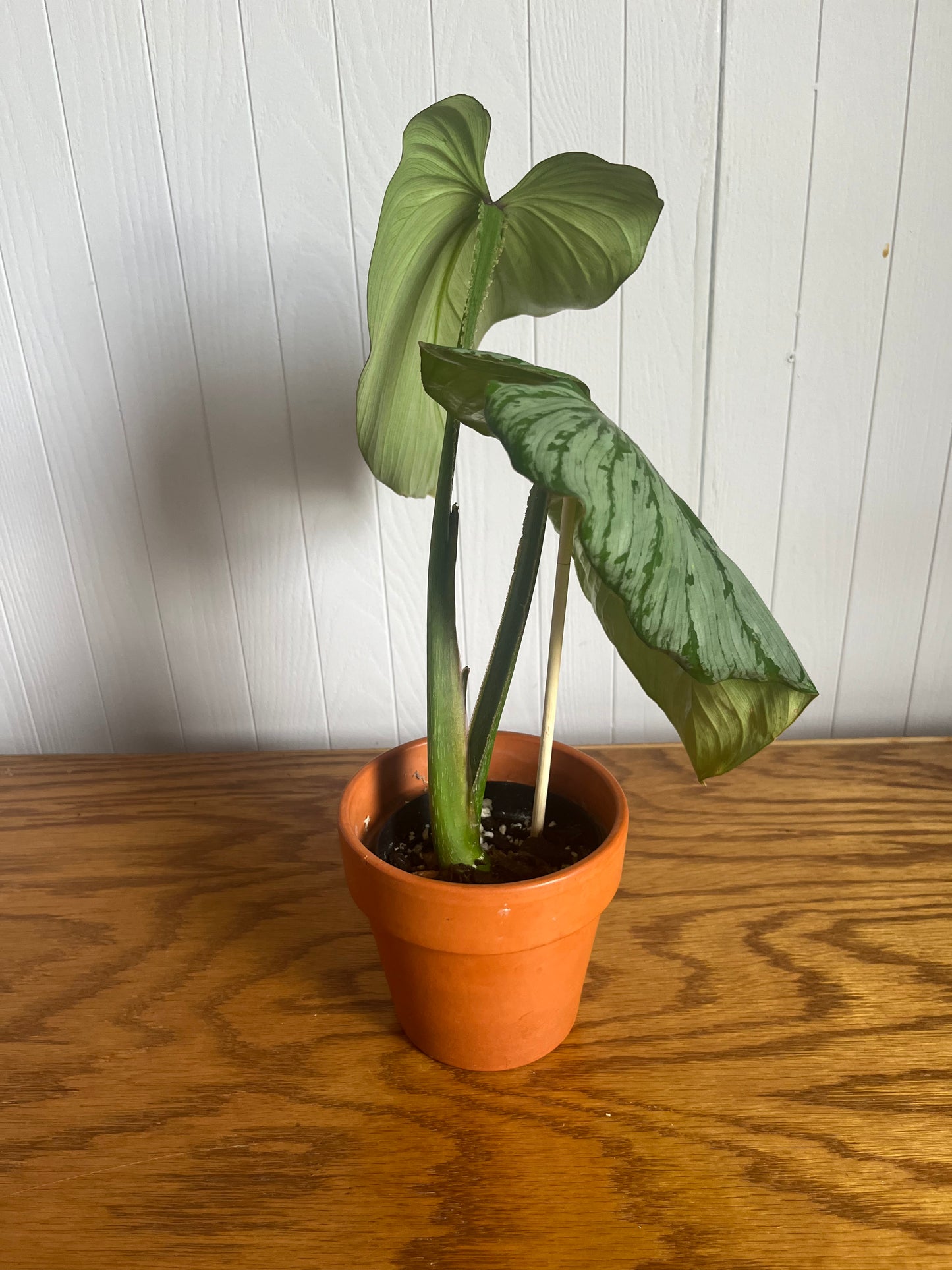 philodendron mamei