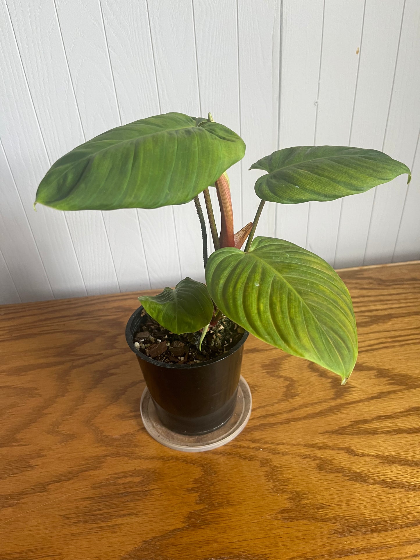 Philodendron Verrucosum