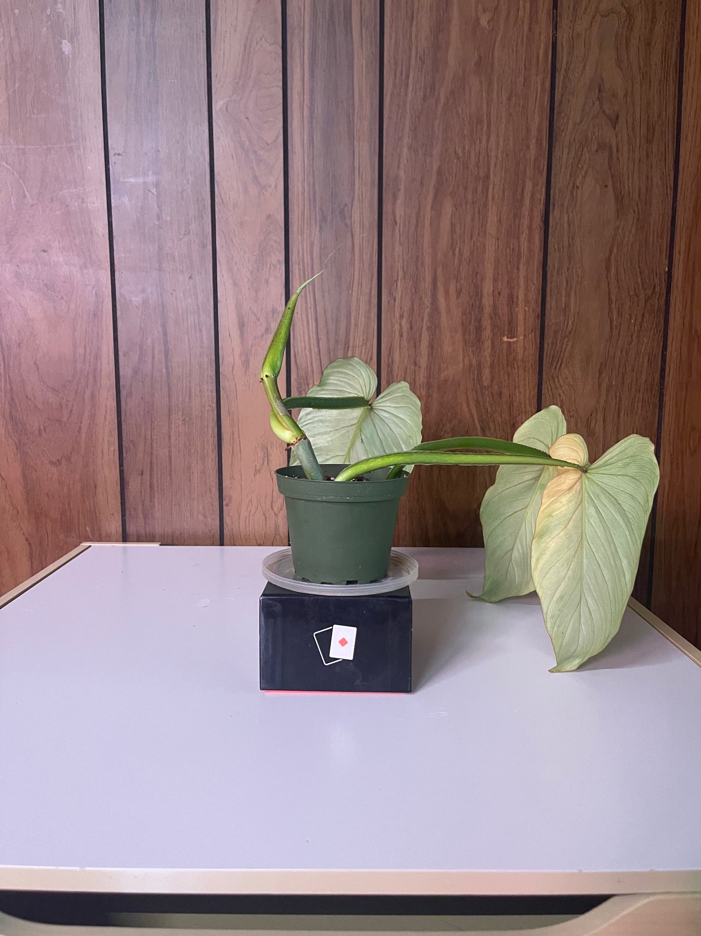 Philodendron Mamei cutting
