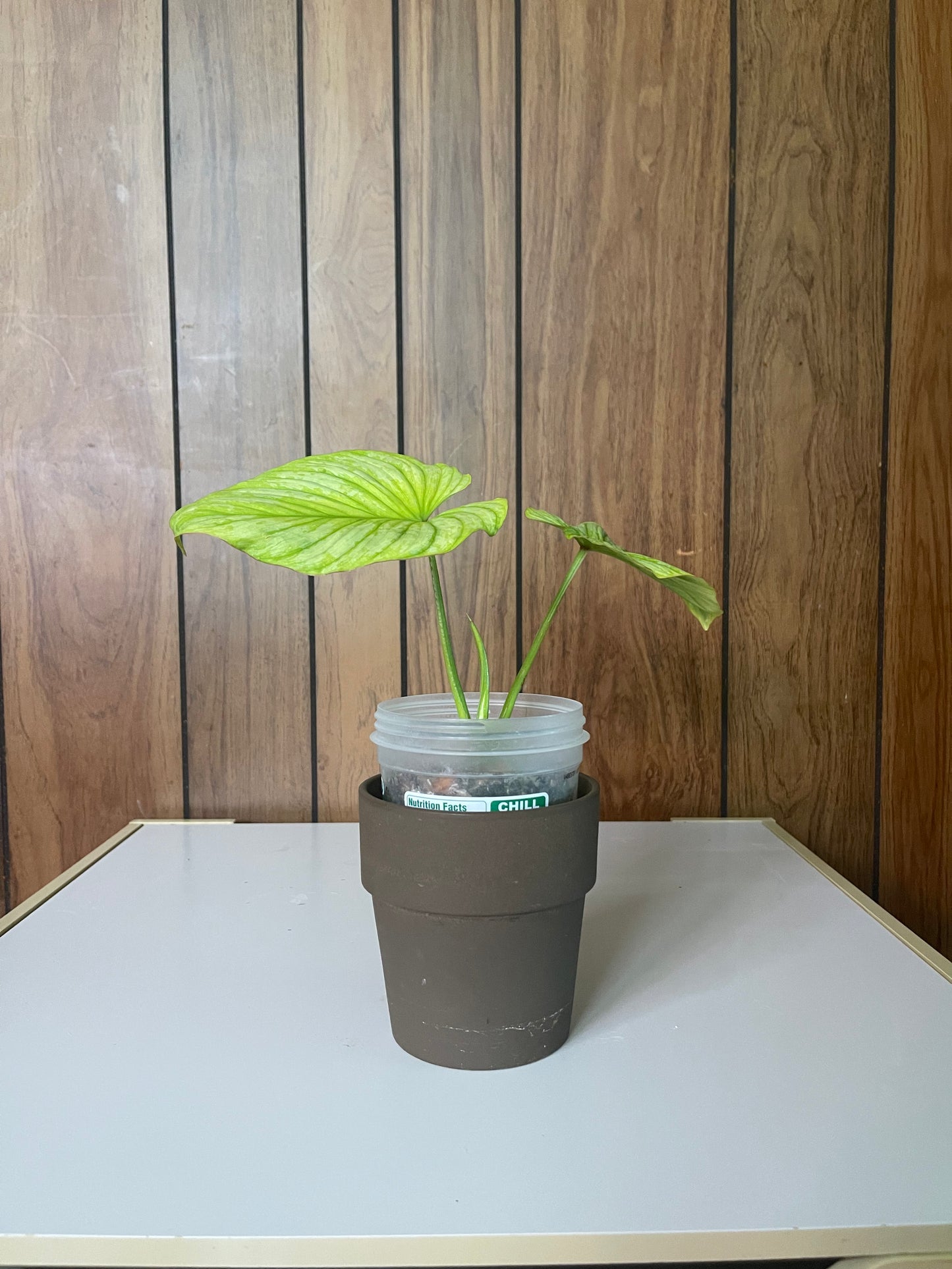 Philo mamei cutting 3