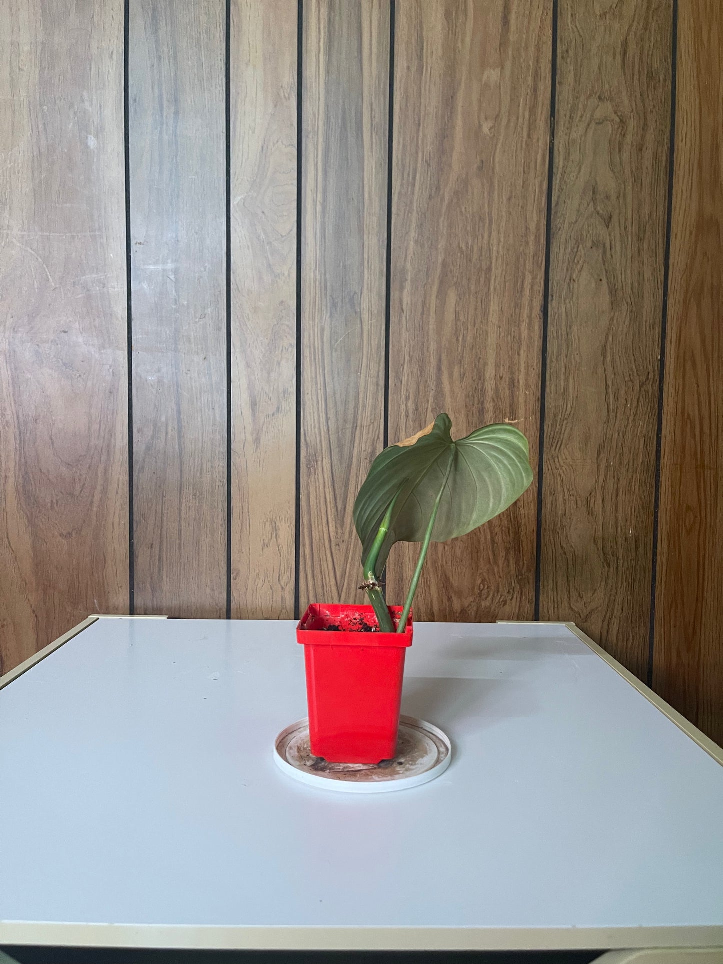 Philodendron Gloriousm cutting