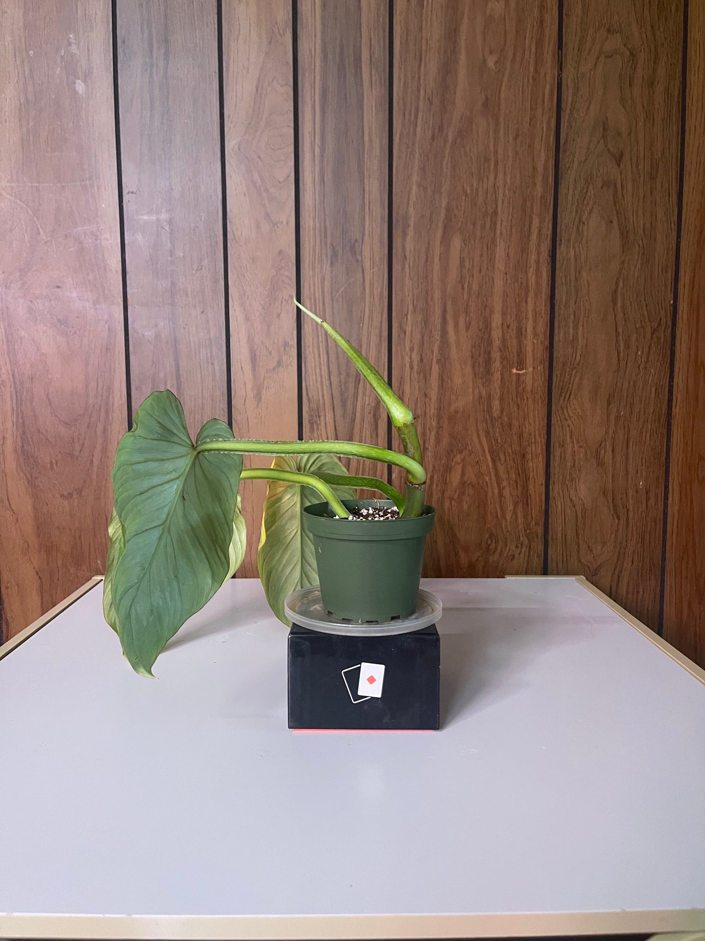 Philodendron Mamei cutting