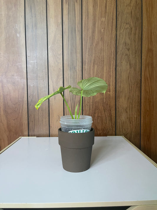 Philo mamei cutting 3