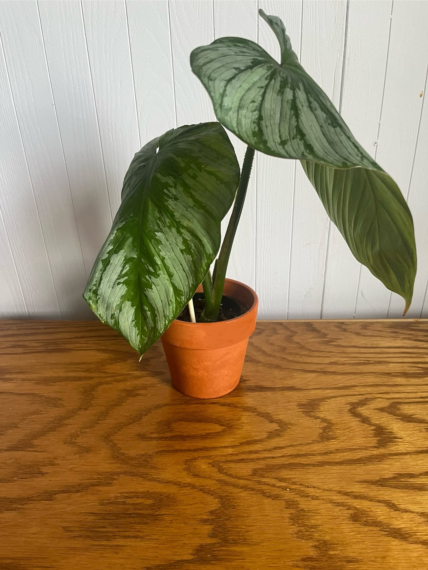 philodendron mamei