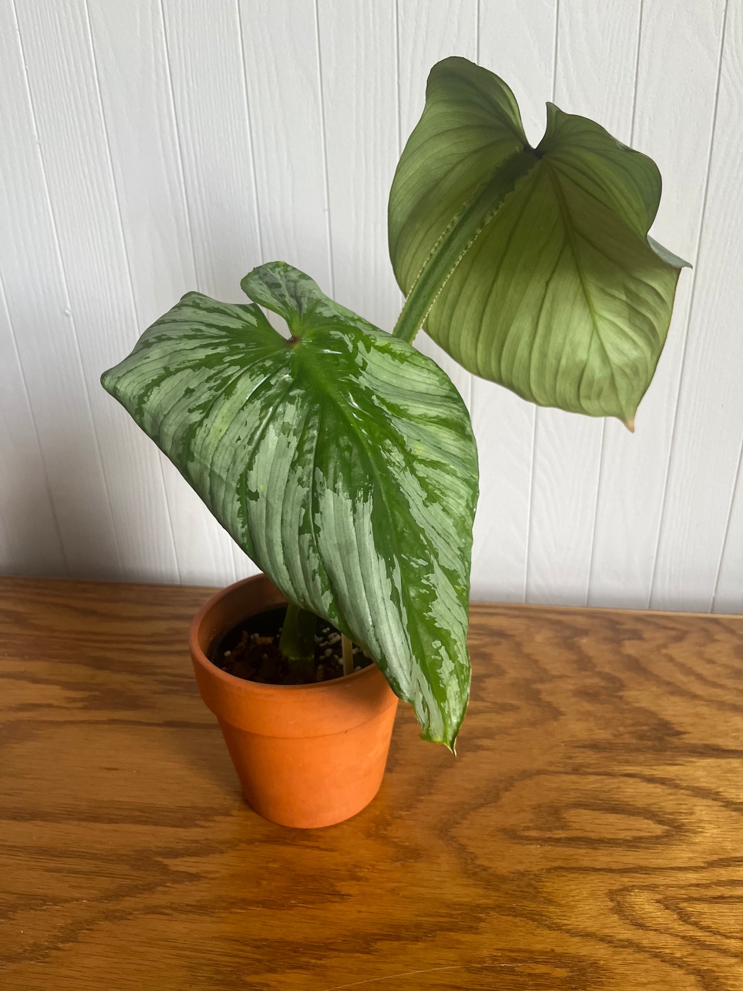 philodendron mamei