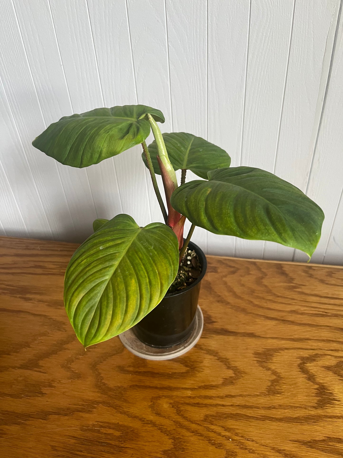 Philodendron Verrucosum