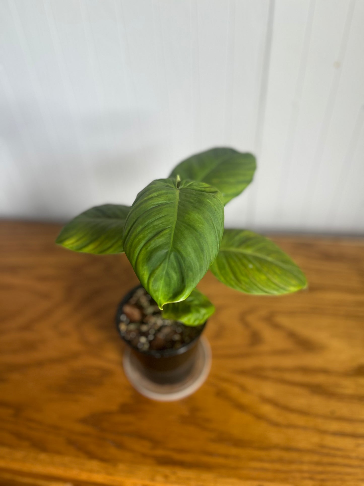 Philodendron Verrucosum